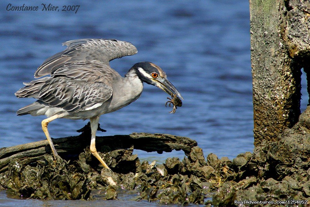 Birding on the Barrier Islands | Everglades Nat'l Park - Boat Assisted Kayak Tour | Image #5/12 | 