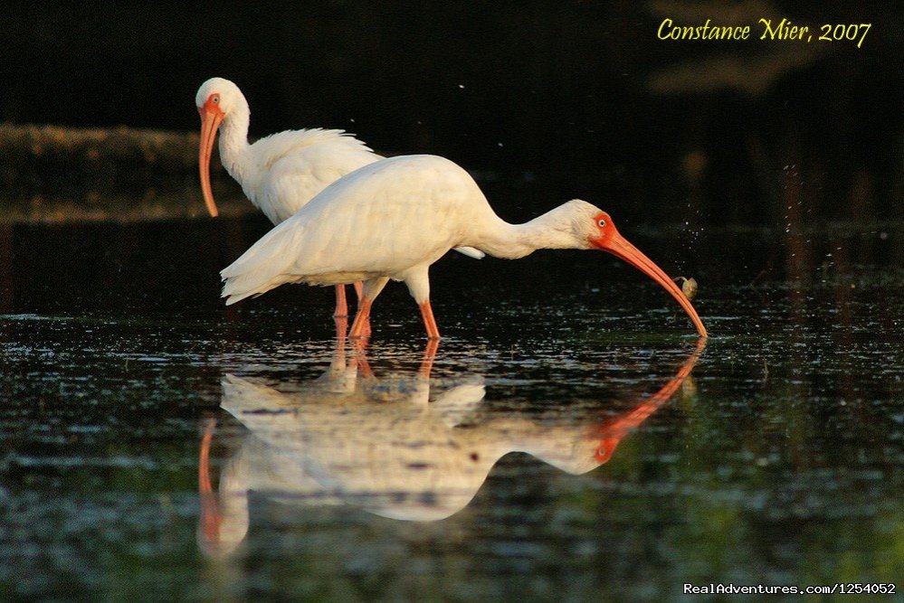 Ibis (or Chokoloskee Chicken) | Everglades Nat'l Park - Boat Assisted Kayak Tour | Image #6/12 | 