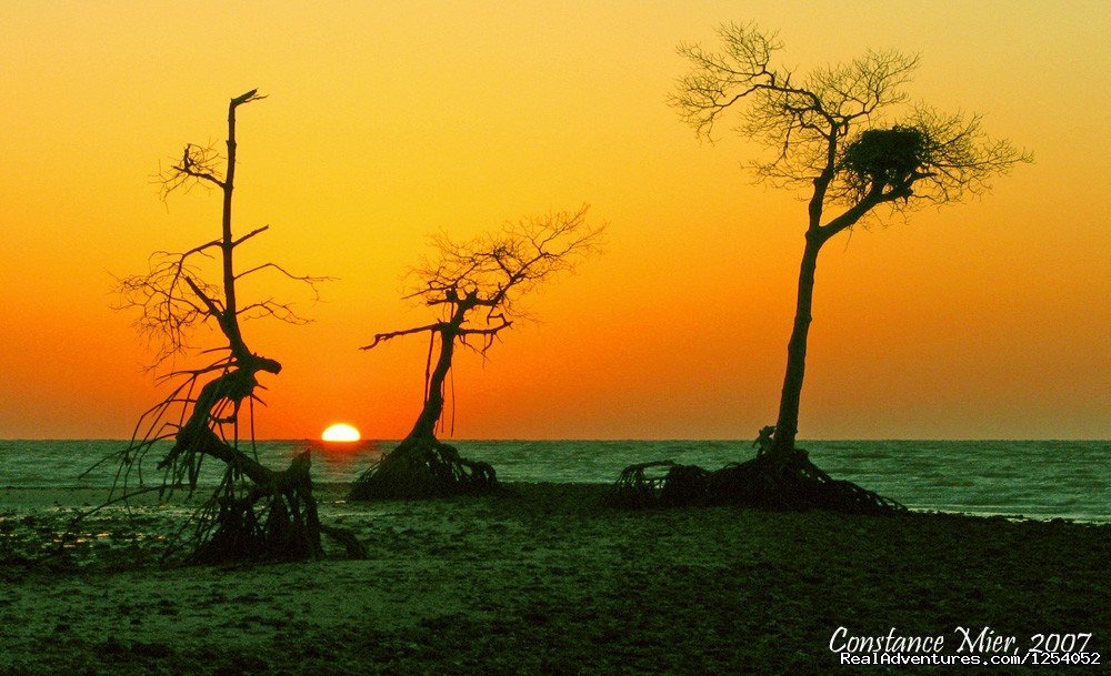 Mangrove Sunset .. barrier islands | Everglades Nat'l Park - Boat Assisted Kayak Tour | Image #7/12 | 