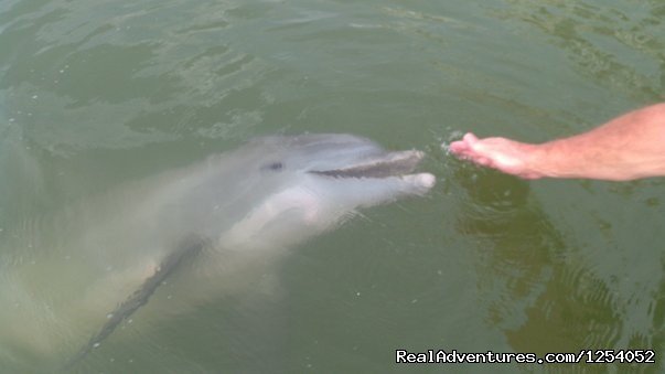 Say  | Everglades Nat'l Park - Boat Assisted Kayak Tour | Image #9/12 | 