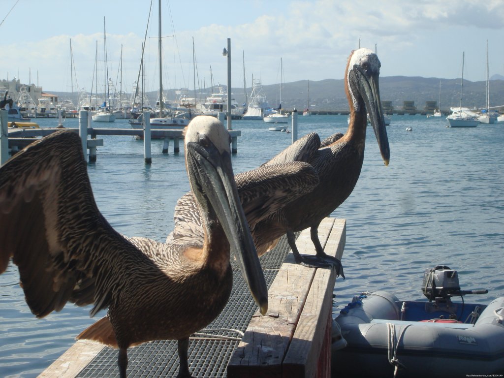 Sailing Charters  in Dominican Republic | Image #9/23 | 