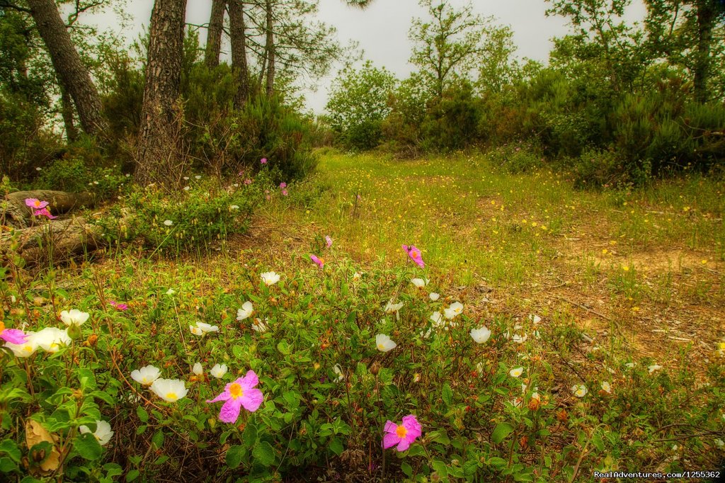 Garden | Hunting in Tuscany 'Riserva di Caccia Le Corniole' | Image #10/26 | 