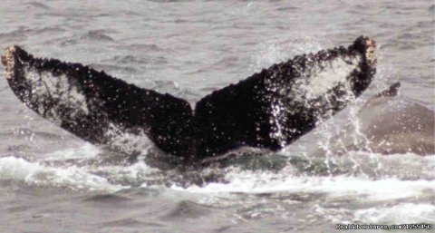 Humback Whale