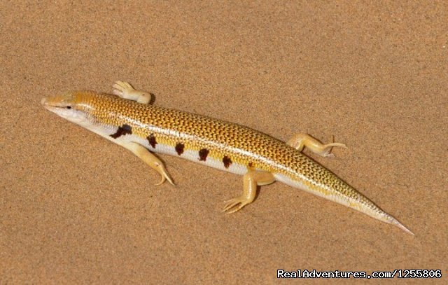 Desert fish | Marrakechsafari Offre Tours around Morocco. | Image #4/9 | 