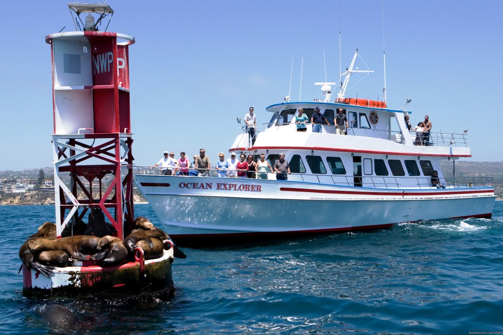 Newport Landing Whale Watching | Newport Beach, California  | Sight-Seeing Tours | Image #1/3 | 