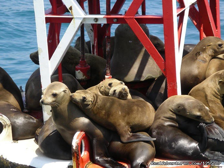 Newport Landing Whale Watching | Image #2/3 | 