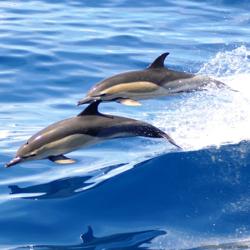 Newport Landing Whale Watching | Image #3/3 | 