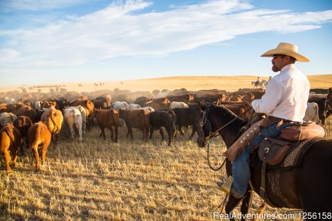 Western Cattle Drive