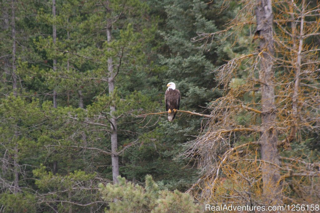 There's no shortage of wildlife sightings | Bar W Guest Ranch | Image #26/26 | 