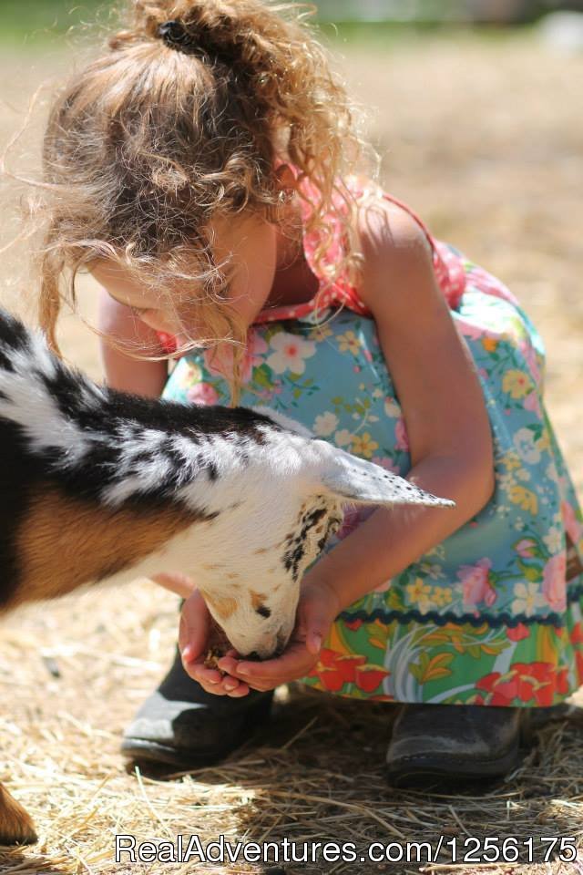 Petting farm | Bar Lazy J Guest Ranch | Image #13/19 | 