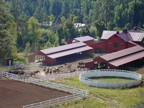 Horses coming into the barns