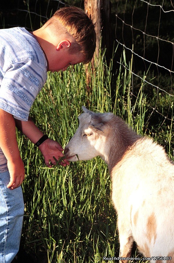 The petting zoo | Majestic Dude Ranch | Image #2/4 | 