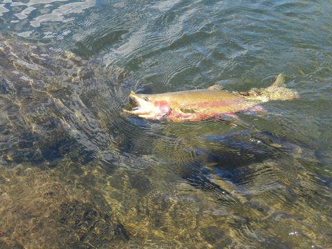 Golden trout