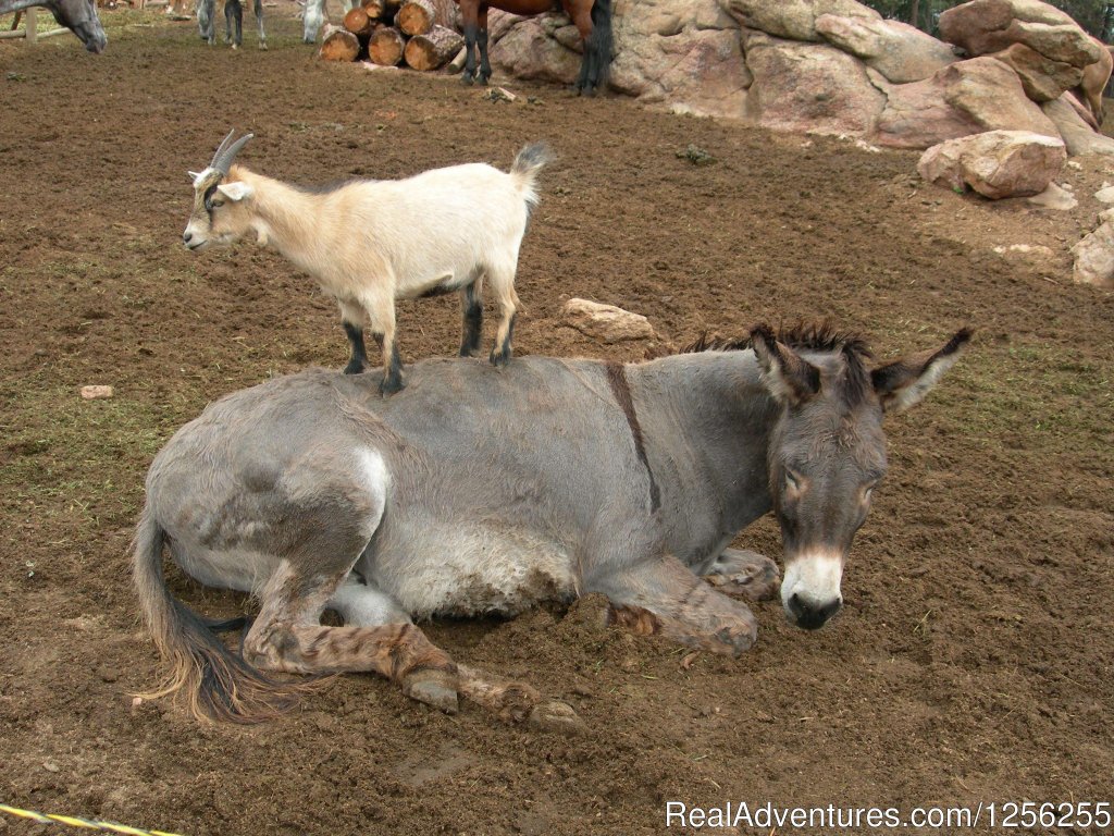 Even the Animals Have a Good Time | Sundance Trail Guest Ranch | Image #2/7 | 