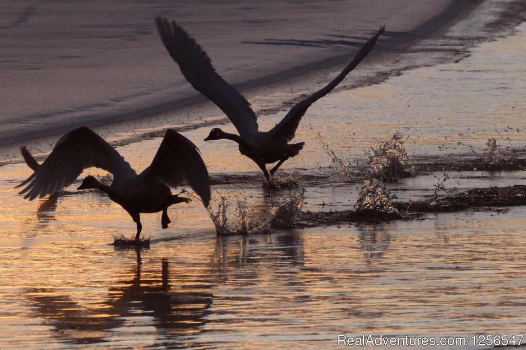 Yellowstone Expeditions Snowshoe Tours | Image #6/9 | 