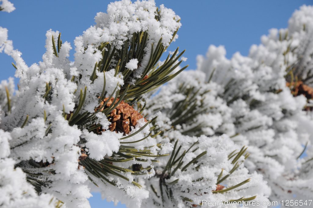 Yellowstone Expeditions Snowshoe Tours | Image #7/9 | 