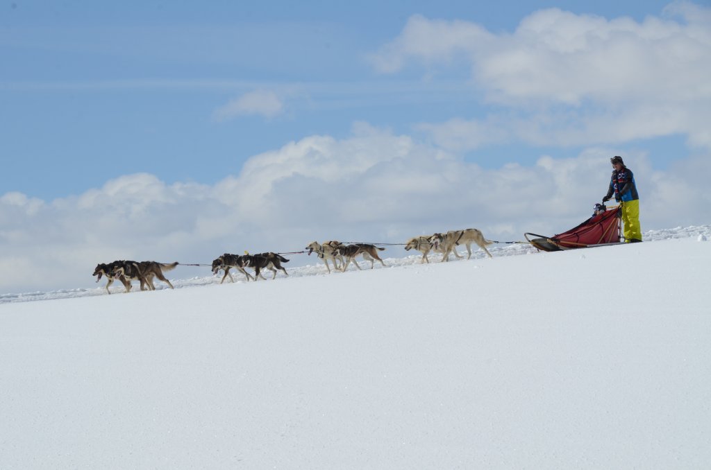 Grizzle-t Dog & Sled Works | Steamboat Springs, Colorado  | Dog Sledding | Image #1/3 | 