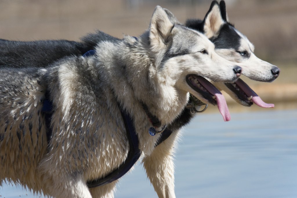 Dogsledding - Only 15 Minutes From Quebec City | Image #4/4 | 