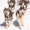 Dogsledding - Only 15 Minutes From Quebec City | Levis, Quebec