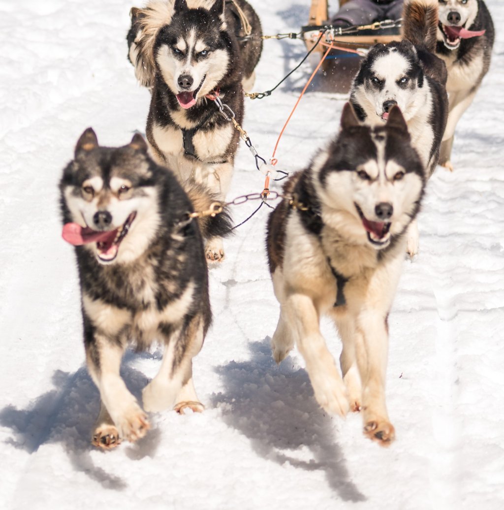 Dogsledding - Only 15 Minutes From Quebec City | Levis, Quebec  | Dog Sledding | Image #1/4 | 