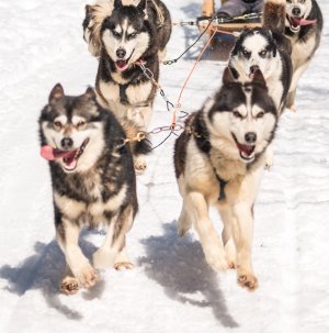 Dogsledding - Only 15 Minutes From Quebec City