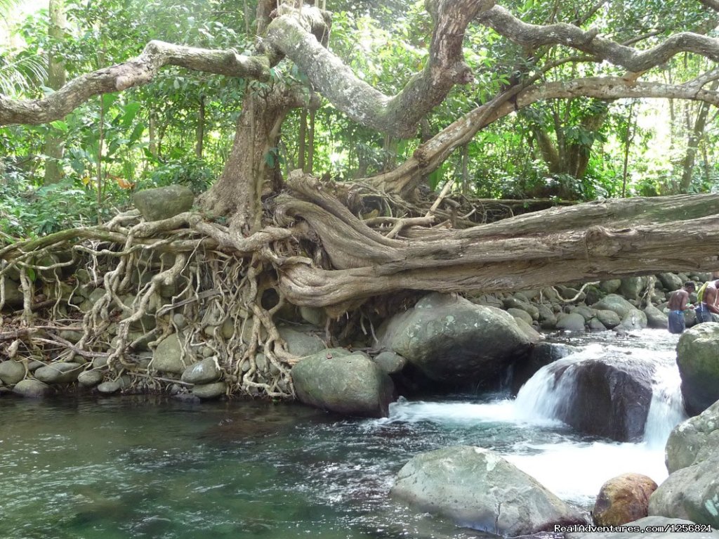 Riverside Lodge : Riverside waterfall | Riverside Glamping in Dominica | La Plaine, Dominica | Bed & Breakfasts | Image #1/24 | 