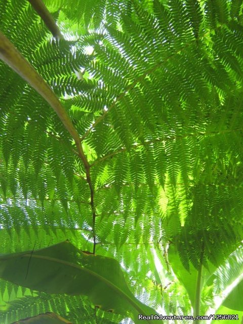 Riverside Lodge : Fern cover