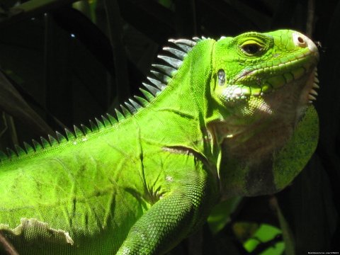 Riverside Lodge Iguanas