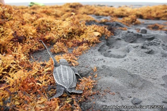 Riverside lodge : Baby turtle | Riverside Glamping in Dominica | Image #20/24 | 