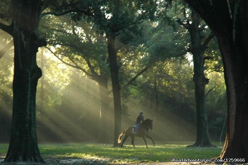 Farm Tours of Ocala | Morriston, Florida  | Sight-Seeing Tours | Image #1/4 | 