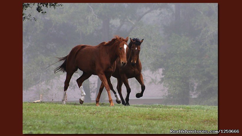 Farm Tours of Ocala | Image #2/4 | 