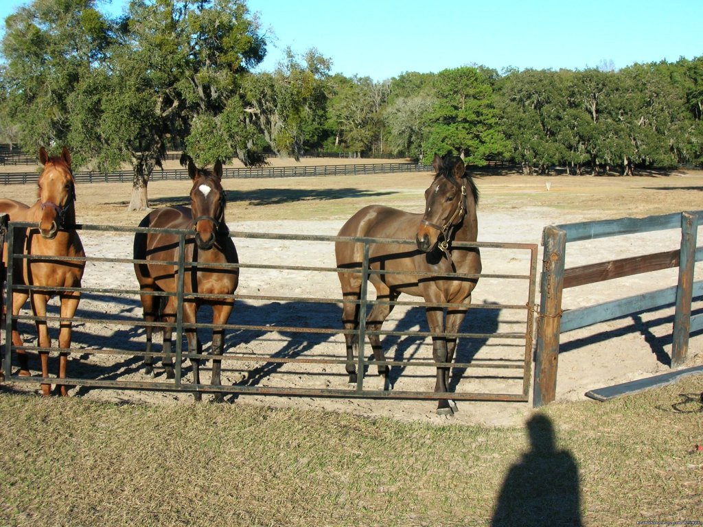 Farm Tours of Ocala | Image #3/4 | 