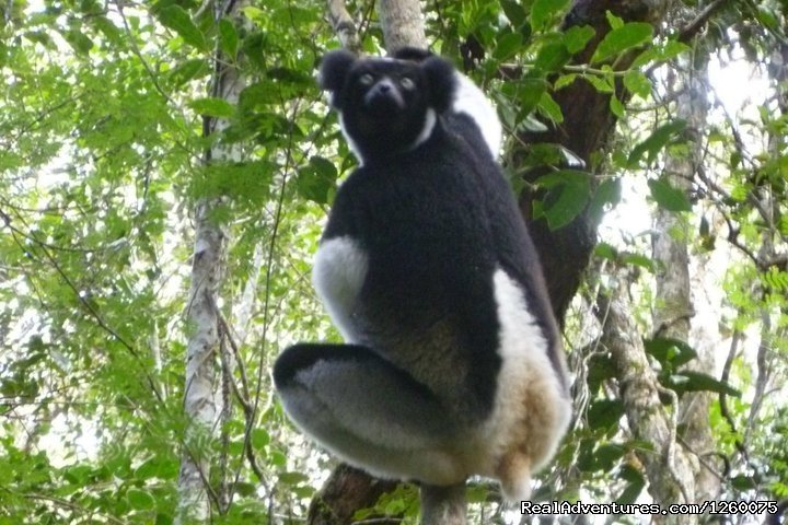 Madagascar Tour Package | Antananarivo, Madagascar | Sight-Seeing Tours | Image #1/1 | 