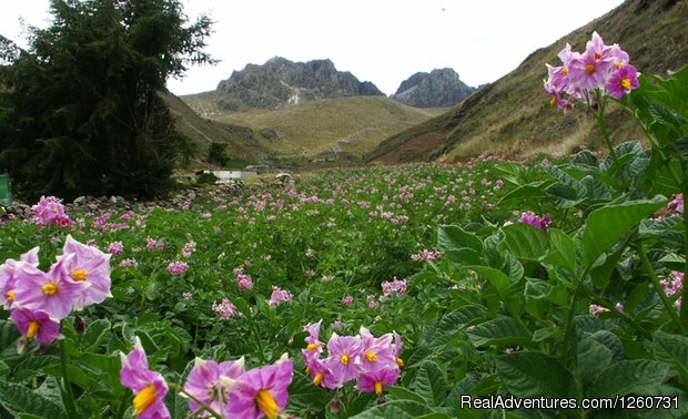 Misinta, Venezuela Andes | Vuelta a Los Paramo 4 days / 3 Nights | Image #12/13 | 