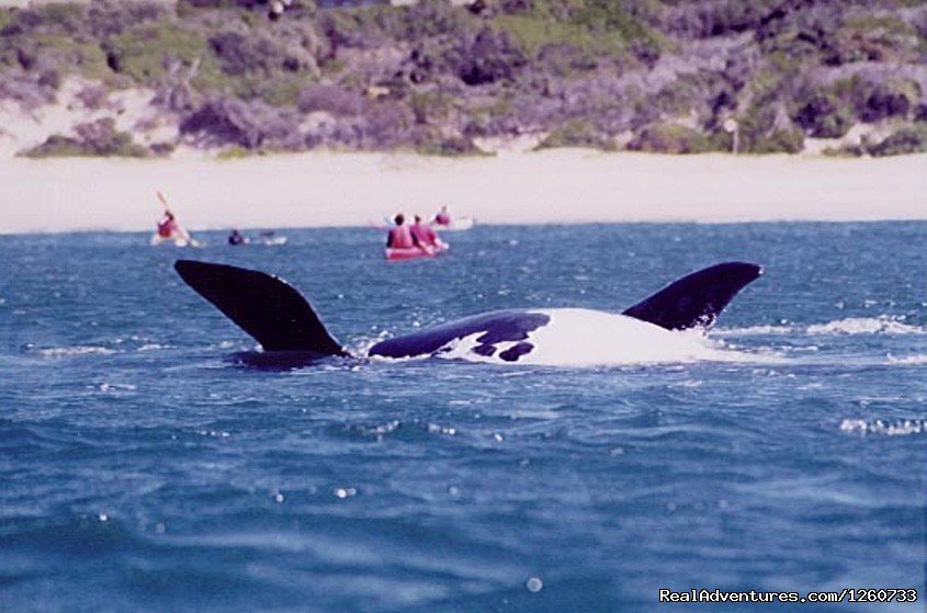 Southern Right Whale | Dolphin Adventures Sea Kayaking | Image #2/8 | 