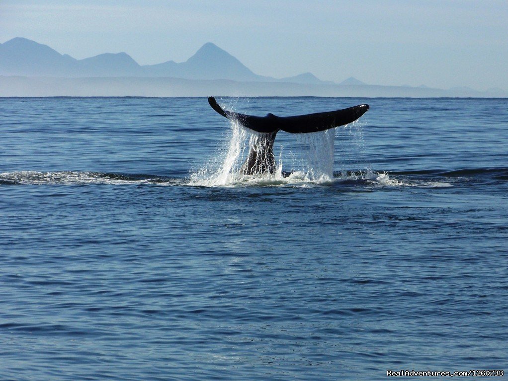 Whale Of A Time With Dolphin Adventures | Dolphin Adventures Sea Kayaking | Image #6/8 | 