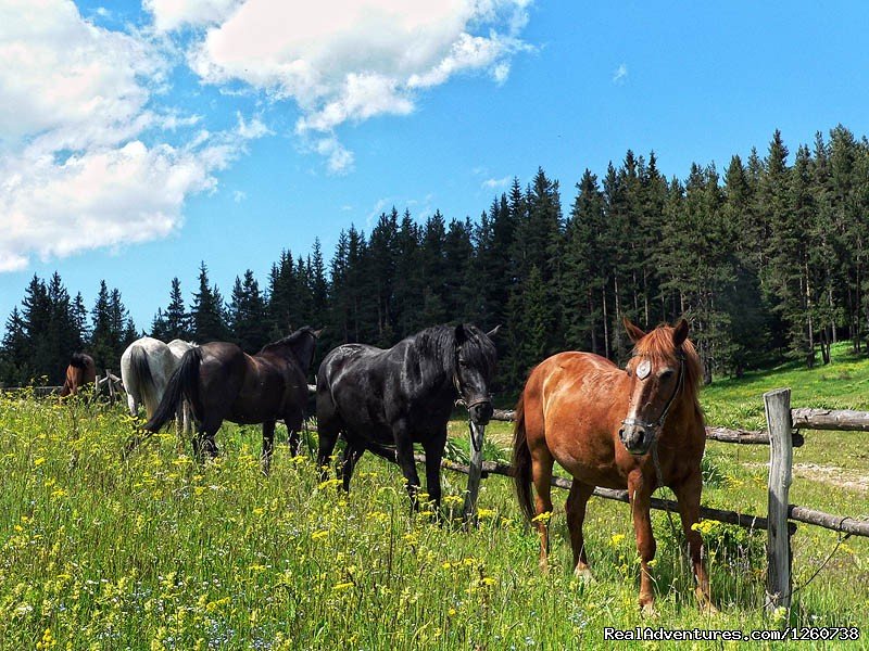 Rodopi Mountains, Bulgaria: On a Horseback In the | Image #6/18 | 