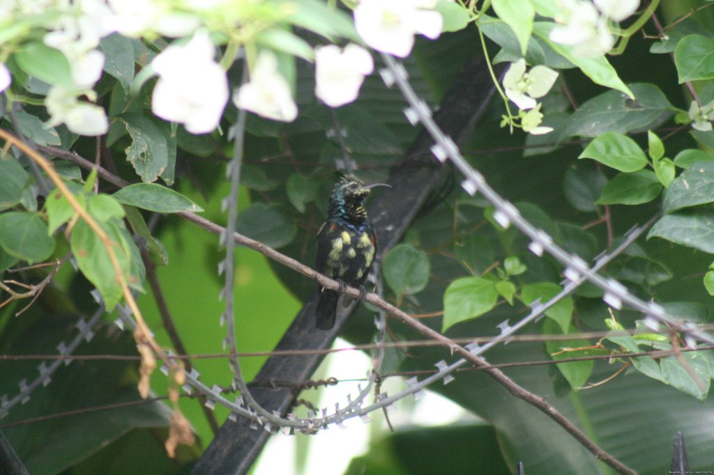 Purple Sunbird In Eclipsed Plumage | Birding in India | Image #4/16 | 