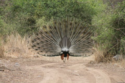 The Peacock Dance