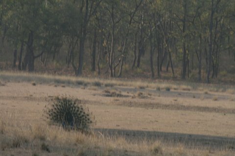 Bandhavgarh Tiger Reserve