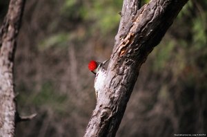 Birdwatching Vacations