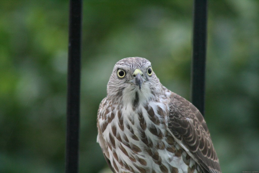 Birding in India | Image #13/16 | 