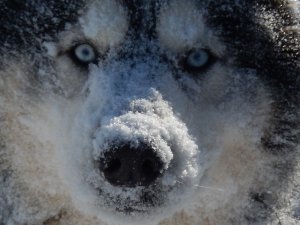 Dogsledding in the Twin Cities Metro Area | Hastings, Minnesota | Dog Sledding