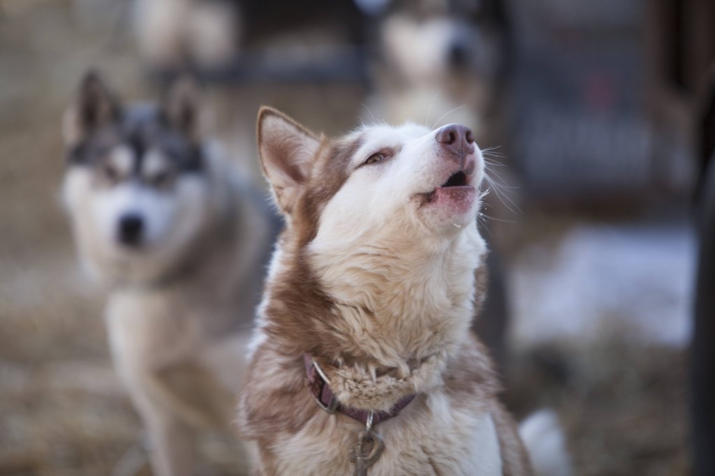 Ruby | Dogsledding in the Twin Cities Metro Area | Image #9/11 | 