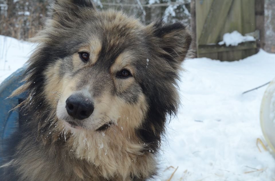 Tank | Dogsledding in the Twin Cities Metro Area | Image #10/11 | 