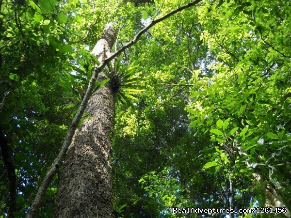 Rainforest | Namdapha National Park Rainforest Tour And Trek | Image #4/11 | 