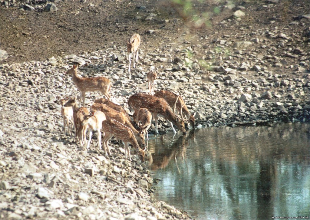 Watering Hole | Tiger Safaris | Image #5/21 | 