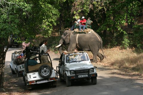 Elephant Safaris