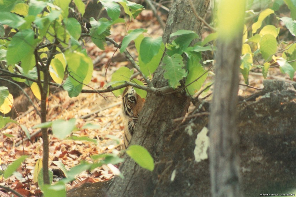 You Are Been Watched | Tiger Safaris | Image #7/21 | 