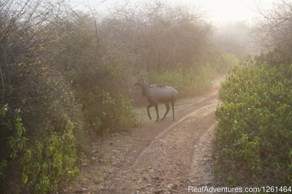 Tiger Safaris | Image #18/21 | 